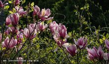 描写紫玉兰花的优美句子