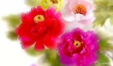 描写牡丹的好段