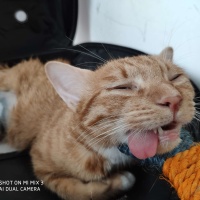 写动物成分：小熊