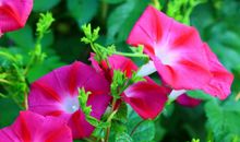 描写牵牛花的语句