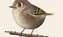 冯骥才：珍珠鸟