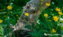 梁实秋：谈话的艺术