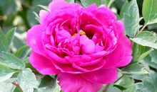 描写牡丹花的好句