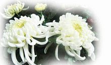 感恩文章:清明,那份思念欲断魂