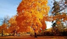 描写秋天景色的好句