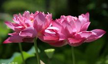 赤日炎炎的诗意