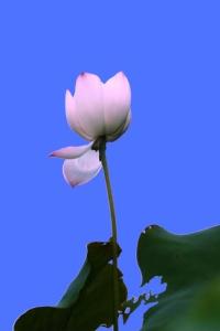 关于莲花的谚语