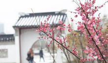 卜算子咏梅的诗意