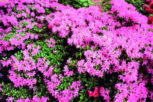 写杜鹃花句子
