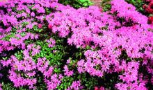 写杜鹃花的句子