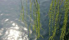 折柳送别的诗句