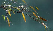 余光中：听听那冷雨