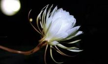 描写昙花外貌的句子