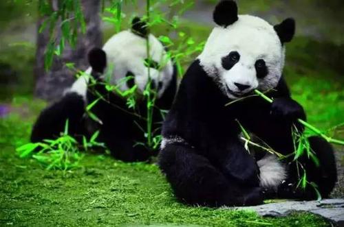 读《熊猫岩的奇幻之旅》的思考