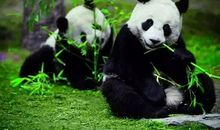 读《熊猫石的奇幻旅行》有感