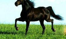 与马有关的成语