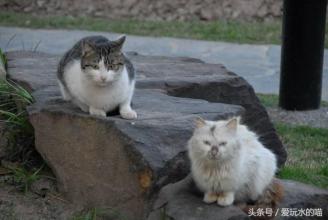 梁世秋：小花