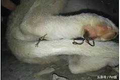 梁世秋：狗