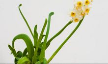 描写水仙花的片段