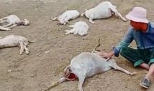 解密陈发树83亿资产的运作路径