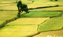 描写乡村生活的好段