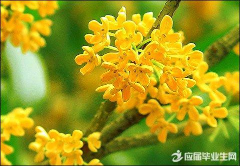 风景成分：桂花