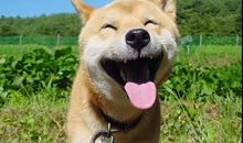 描写小狗的好段