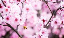 赞美桃花的诗句