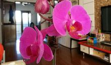 描写蝴蝶兰的句子