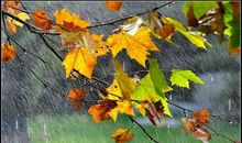 写景作文:秋天的雨