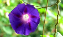 描写花儿的句子