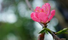 描写桃树的句子