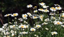 戴望舒：在天晴了的时候