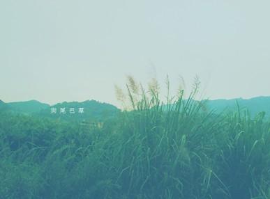 优美的细分
