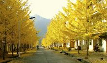 描写银杏的句子