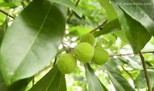 描写叶子的好段