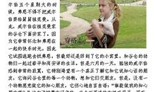 爱之网——《夏洛的网》读后感