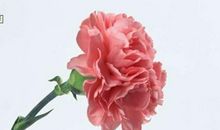 给妈妈生日祝福语