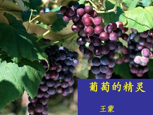 王萌：葡萄精神