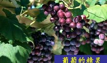 王蒙：葡萄的精灵