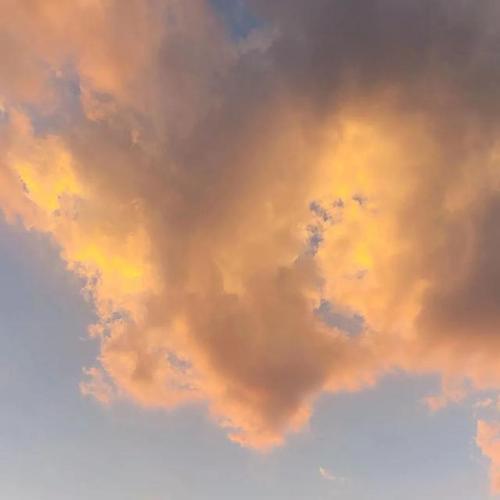 王萌：灰鸽子