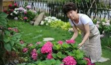 老和尚荒地种花