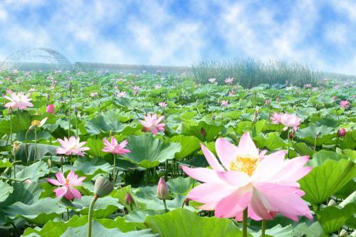 花组成：莲花