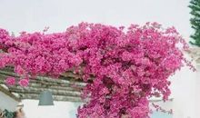 描写三角梅的句子