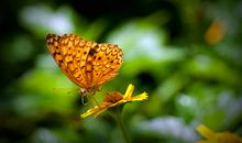 折翅蝴蝶观后感