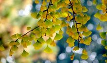 描写银杏叶的句子