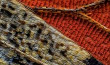 用眼花缭乱造句