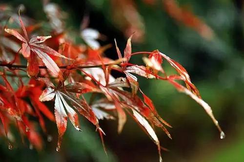 张爱玲：秋雨