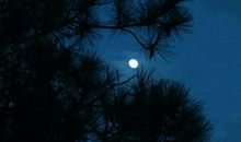 明月松间照全诗