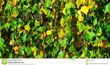 描写夏天树木的句子